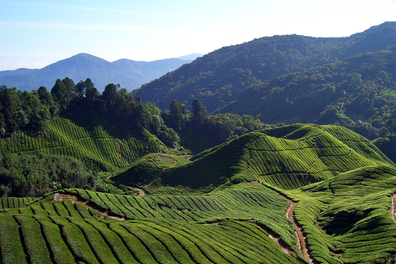 Day Trip to Cameron Highlands