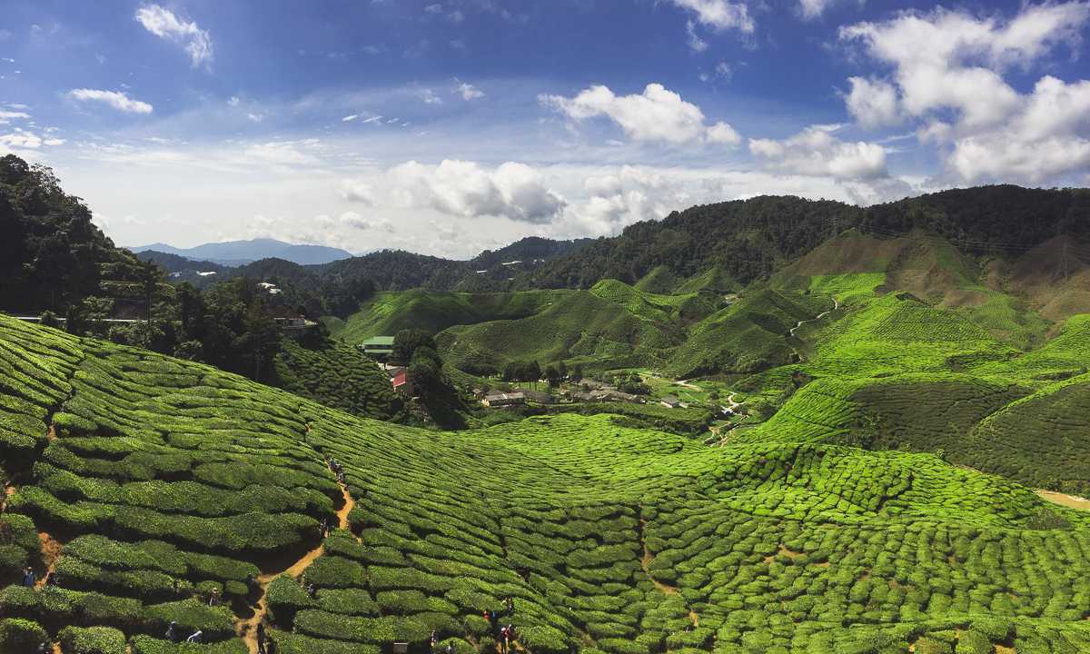 Day Trip to Cameron Highlands